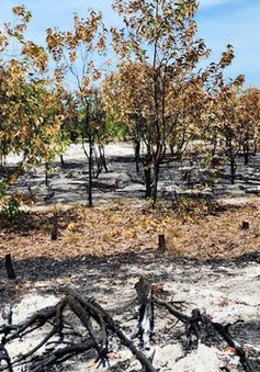 Quảng Nam: Lý giải việc diễn tập chữa cháy làm cháy rừng