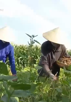 Nông dân được mùa đậu đen