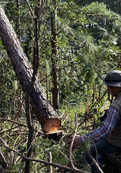 Tỉnh Lâm Đồng chỉ đạo xử lý nghiêm vụ triệt hạ rừng thông trái phép gần 30 năm tuổi
