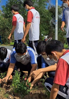 Tiền Giang: 36.000 giỏ hoa tươi được trồng trên nhiều tuyến đường nông thôn
