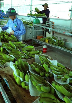 Xuất khẩu rau quả vượt 3,2 tỷ USD