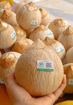 Mỹ cấp “visa” cho quả dừa Việt Nam