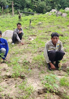 Bình Thuận: Phát hiện 900 cây cần sa trồng trong khu vực cấm xâm phạm