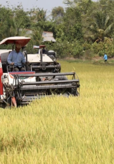 Nông dân cần liên kết chặt chẽ với doanh nghiệp khi giá lúa biến động
