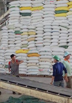 Xuất khẩu gạo nhưng phải đảm bảo an ninh lương thực quốc gia