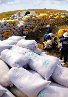 Hợp tác công - tư: Động lực phát triển ngành lúa gạo