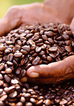 Cà phê Việt Nam hết hàng dù giá xuất khẩu tăng cao