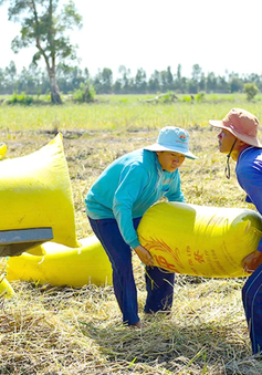 Giá lúa gạo tăng “nóng”: Cần có chiến lược về giá