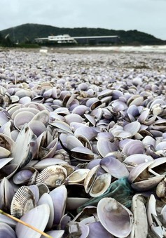 Nghệ An: Hàng tấn ngao trôi dạt vào bờ biển Cửa Lò