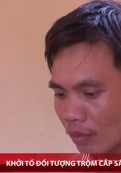 Quảng Nam khởi tố đối tượng trộm cắp sâm Ngọc Linh