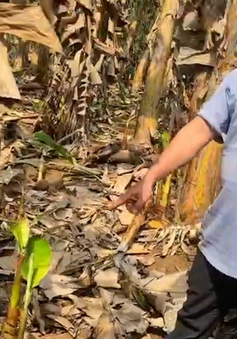 Đồng Nai: Nông dân kêu cứu vì nghi dùng phân bón kém chất lượng