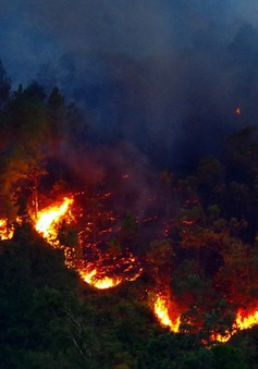 Vụ cháy rừng tại Sa Pa đã cơ bản được không chế