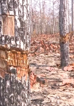Gia Lai: Thêm một vụ phá rừng nghiêm trọng tại rừng phòng hộ Ia Mơ