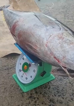 Ngư dân trúng đậm cá ngừ đại dương