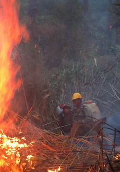 Cháy rừng ở quần thể khu du lịch quốc gia hồ Tuyền Lâm tại Đà Lạt
