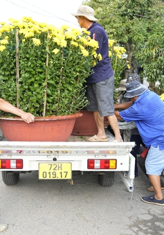 Bà Rịa - Vũng Tàu: Nhà vườn tất bật thu hoạch hoa bán Tết