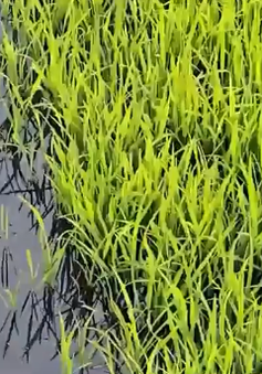 Hàng nghìn hecta lúa phải canh tác bằng nước bẩn vì sông ô nhiễm