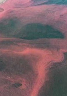 Nước biển ở Hà Tĩnh có màu đỏ là do tảo nở hoa