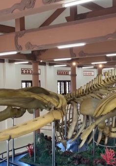 Bộ xương cá voi lớn nhất Việt Nam tại Lý Sơn