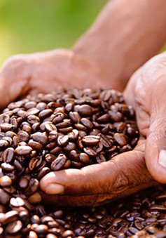 Giá cà phê tiếp tục tăng cao kỷ lục