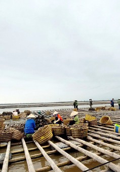 Quảng Ninh: Phát triển thủy sản trở thành ngành kinh tế mũi nhọn