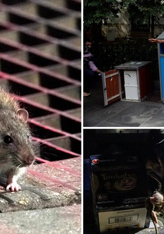 Thành phố New York đối phó với nạn chuột hoành hành