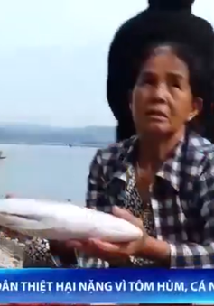 Ngư dân Phú Yên thiệt hại nặng vì tôm hùm và cá nuôi chết hàng loạt