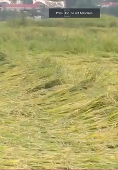 Quảng Bình: Nhiều diện tích lúa bị ngã đổ sau mưa