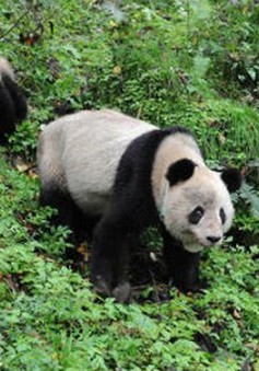 Trung Quốc: Tăng trưởng kinh tế nhờ chính sách bảo vệ gấu trúc
