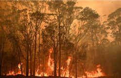 Australia cảnh báo cháy rừng do nắng nóng cực đoan