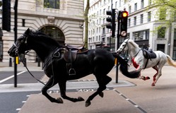 Ngựa kỵ binh Hoàng gia Anh chạy loạn ở London khiến 4 người bị thương
