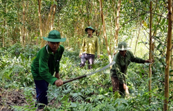 Thừa Thiên-Huế tăng cường biện pháp cấp bách phòng cháy, chữa cháy rừng