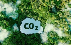 Việt Nam đang đàm phán bán 5 triệu tín chỉ carbon rừng