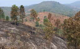 Điện Biên cảnh báo cháy rừng cấp V - cấp cực kỳ nguy hiểm