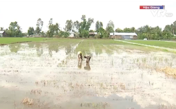 Nông dân tại vùng Đồng bằng sông Cửu Long bớt khó khăn khi xâm nhập mặn giảm