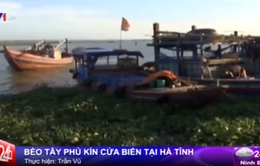 Hà Tĩnh: Bèo tây phủ kín cửa biển