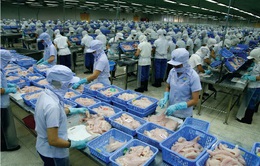 DN xuất khẩu cá tra Việt gặp khó trong điều kiện mới