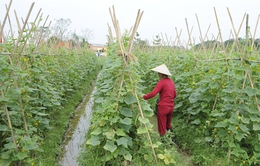 Thu nhập bình quân của nông dân Hà Nội sẽ đạt 40-45 triệu đồng/năm trong 5 năm tới
