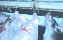 Vĩnh Long: Phát hiện thương lái bơm nước vào 32 con lợn