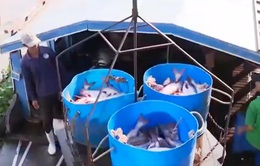 Ngành cá loay hoay vì thiếu quy trình nuôi đồng bộ