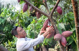Cacao Việt Nam có hương vị hàng đầu thế giới