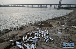 Cá chết trắng sông gần nơi xảy ra vụ nổ Thiên Tân