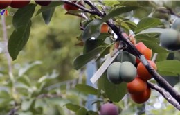 Kỳ lạ loại cây cho thu hoạch 40 loại quả khác nhau