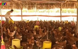 Nhiều trại gà công nghiệp có nguy cơ phá sản