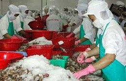Gỡ khó cho tôm Việt Nam xuất khẩu