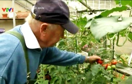 Tự trồng rau quả tại vườn nhà - Xu hướng mới