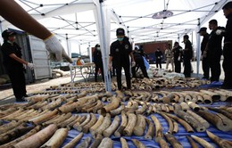 Hải quan Thái Lan thu giữ 4 tấn ngà voi châu Phi