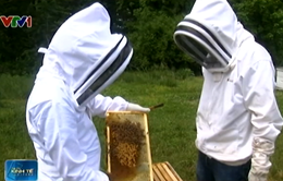 Loài ong biến mất, an ninh lương thực bị đe dọa