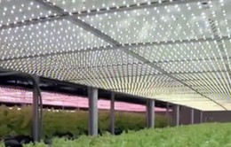 Vườn rau công nghệ cao chiếu sáng bằng đèn LED