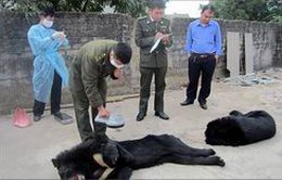 Quảng Ninh: Chuyển giao gấu nuôi về Trung tâm cứu hộ